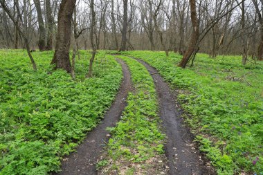Bahar ormanındaki yeşil çayır boyunca toprak yol.
