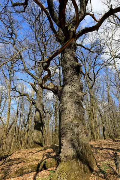 Big Old Oaks Trees Sunny Sprig Forest — ストック写真