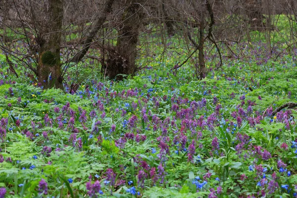 Дикие Цветы Лесу Весеннее Время — стоковое фото