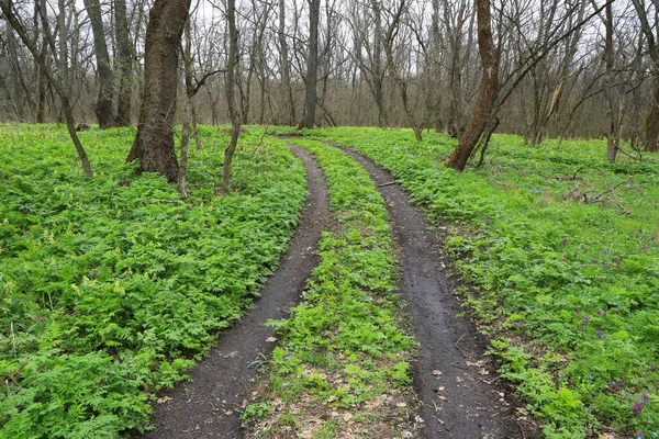 春林中穿过绿地的土路 — 图库照片