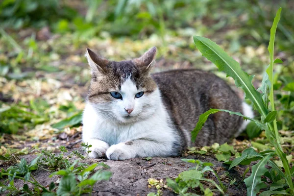 Kedi Yeşil Bitkilerin Arasında Yatıyor — Stok fotoğraf