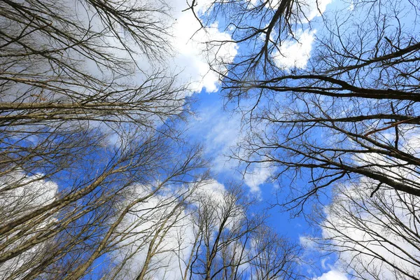 Clouds Blue Sky Milestones Trees Look Spring Leafless Forest — Stock Photo, Image