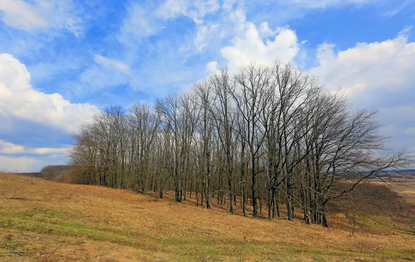 Grove Slope Early Spring Blue Sky Cloud —  Fotos de Stock