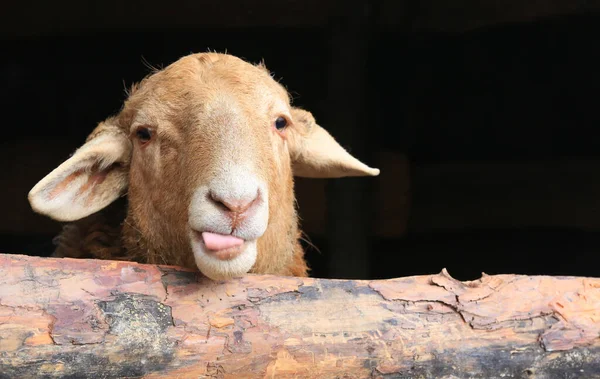 Portrait Funny Lamb Rural Farm — Stock Photo, Image