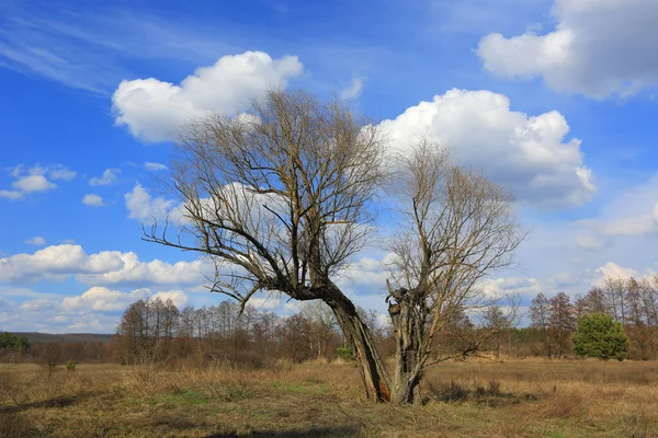 Árbol Sin Hojas Prado Soleado Día Primavera —  Fotos de Stock