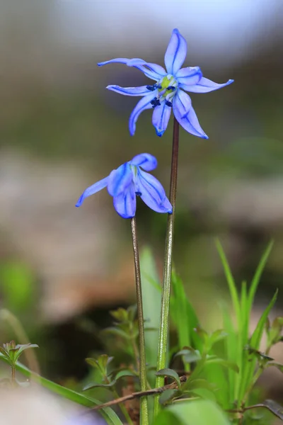 Bella Scilla Bifolia Fiori Primaverili Selvatici — Foto Stock