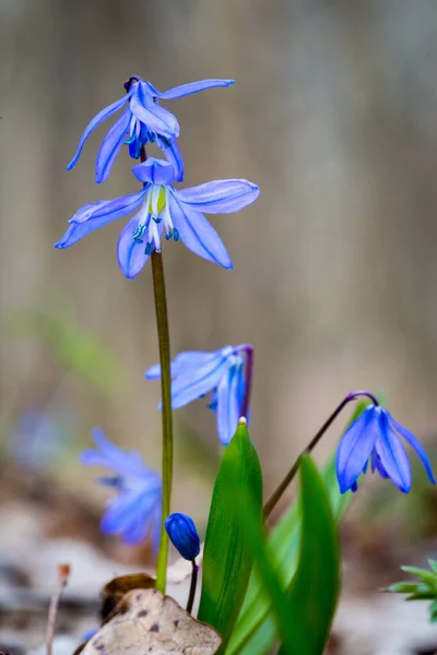 Dzikie Kwiaty Scilla Bifolia Wiosennym Lesie — Zdjęcie stockowe