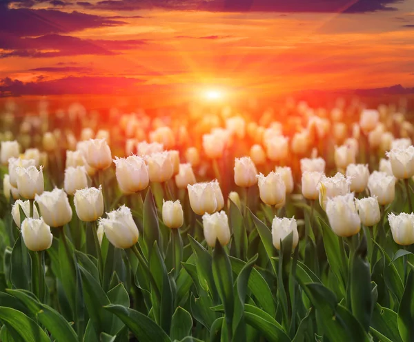 Пейзаж Белыми Тюльпанами Луг Цветок Фоне Неба Заката — стоковое фото