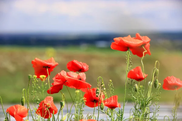Schöne Wilde Rote Mohnblumen — Stockfoto