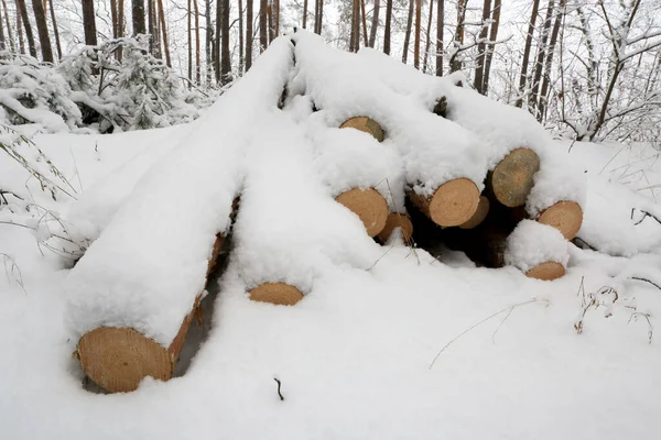 Tronchi Legno Sotto Neve Nella Foresta Invernale — Foto Stock