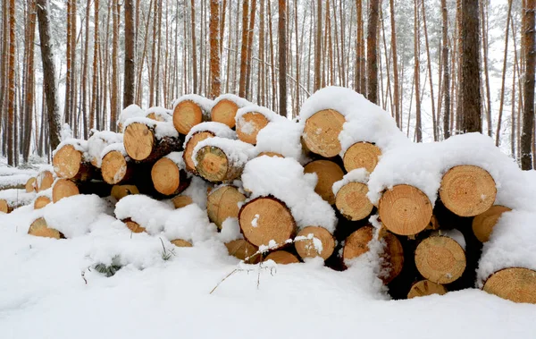 Les Grumes Bois Stockent Sous Neige Dans Forêt Hivernale — Photo