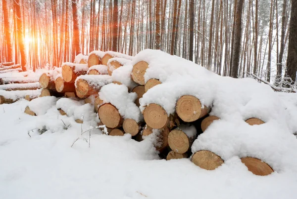 Bûches Bois Woden Sous Neige Forêt Hiver Sur Fond Soleil — Photo