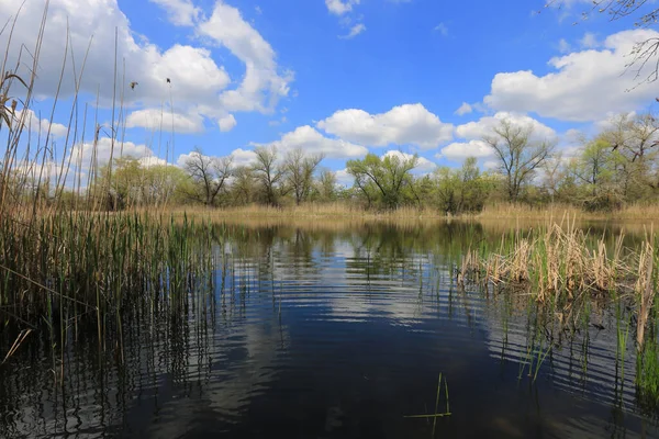 Landschap Met Oud Meer Mooie Zonnige Lentedag — Stockfoto