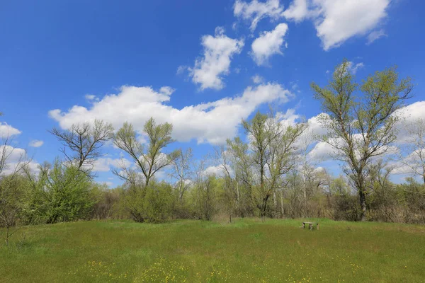 Прекрасный Весенний Пейзаж Зеленым Лугом Лесу — стоковое фото