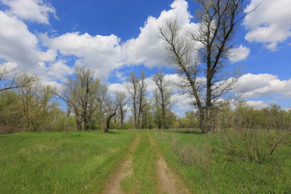 Sonnige Landschaft Mit Ebener Landstraße Frühlingswald — Stockfoto