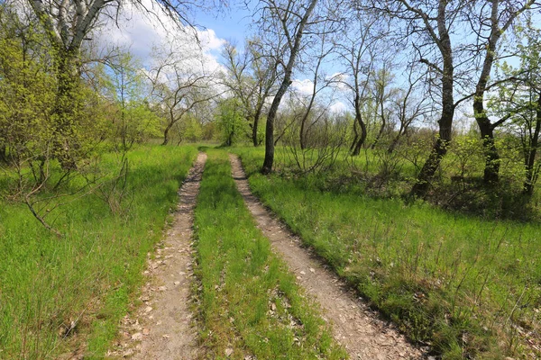 春の森の田舎道 ウクライナからの日当たりの良い春の風景 — ストック写真