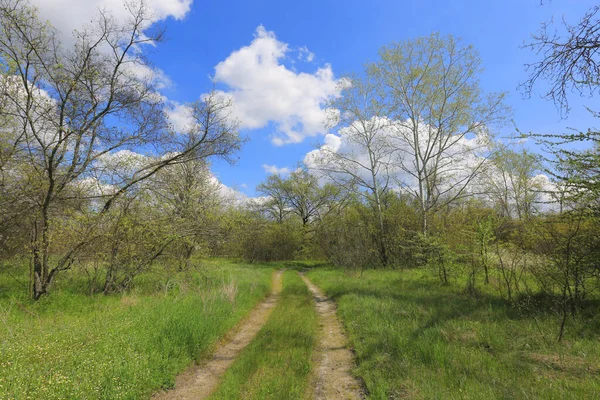 Yeşil ormanda güzel bir bahar sahnesi