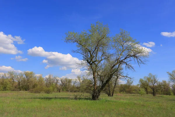 Wiosenny Krajobraz Drzewem Zielonej Łące — Zdjęcie stockowe