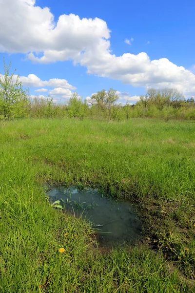 Paisagem Com Poça Prado Primavera Verde — Fotografia de Stock