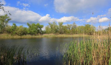 Summer landscape with wild lake in forest