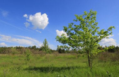 Mavi gökyüzünün altında yeşil ağaçlı, güzel beyaz bulutlu yaz manzarası.
