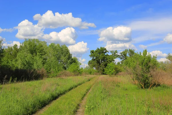 Paysage Avec Sentier Sur Prairie Verte Dans Forêt Printanière Sous — Photo