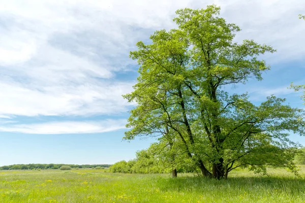 Sommerlandschaft Mit Grünem Baum Auf Der Wiese — Stockfoto