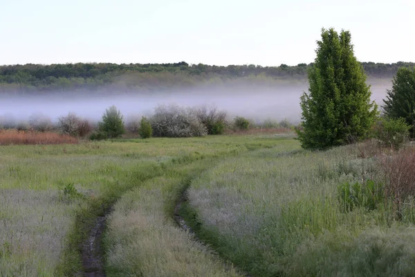 Rut Road Meadow Morning Steppe Mist Land Take Ukraine — Stock Photo, Image