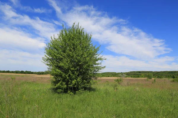 Paisagem Verão Com Árvore Verde Prado Sob Nuvens Agradáveis Céu — Fotografia de Stock