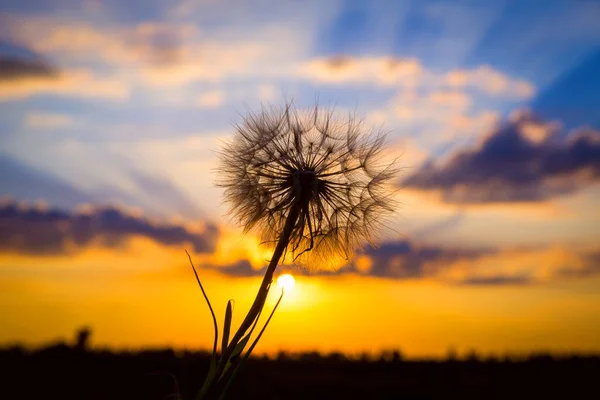 Dandelion Background Evening Sunset — Stock Photo, Image