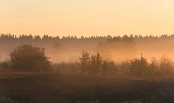 Ranní Krajina Lese Mlhavá Ranní Scéna — Stock fotografie