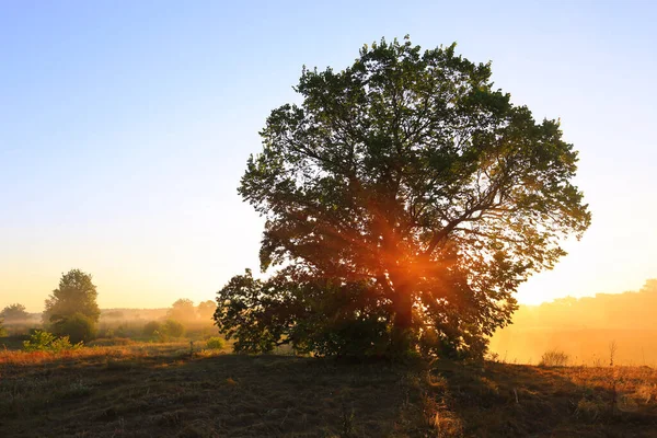 Pěkná Ranní Krajina Osamělým Velkým Stromem Louce Ranním Světle Mlze — Stock fotografie