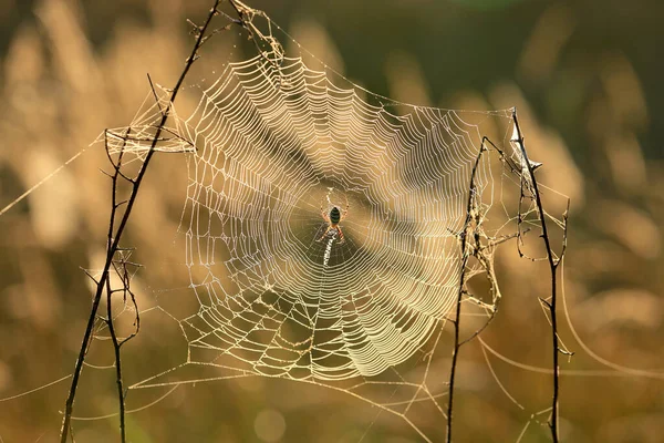 Spinnennetz Auf Der Sommerwiese — Stockfoto