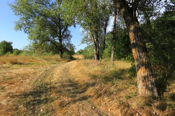 Krajina Venkovskou Cestou Přes Slunnou Louku Mezi Stromy Podzim — Stock fotografie