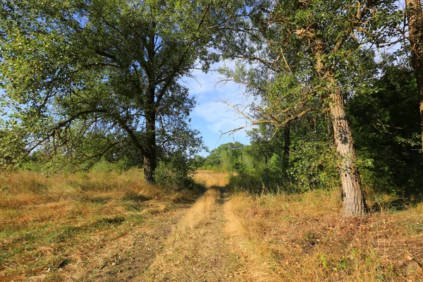 Route Sur Prairie Sèche Parmi Les Arbres Dans Steppe Prenez — Photo