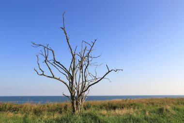 Mavi gökyüzünün altındaki yeşil çayır üzerinde tek başına soyut kuru ağaç
