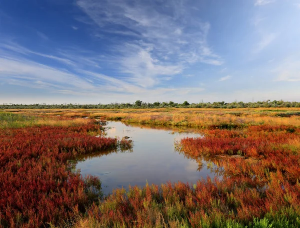 Landschaft Mit Teich Zwischen Salicornia Wiese Meeresufer — Stockfoto