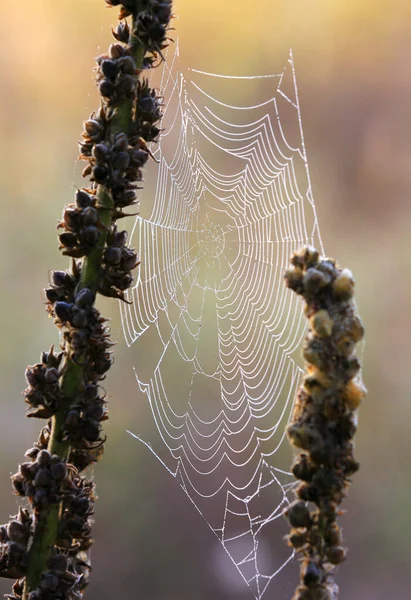 Leuke Spinnenweb Ochtend Weide — Stockfoto