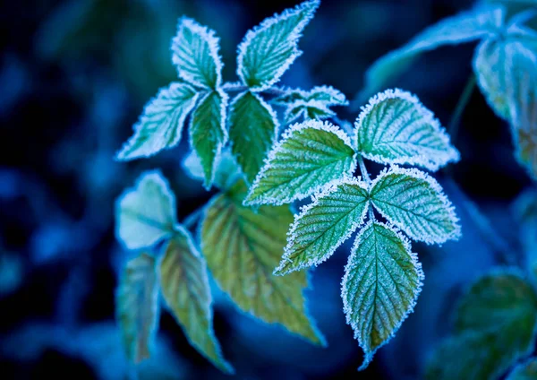 Abstract Green Frozen Twig Hoarfrost — Stock Photo, Image