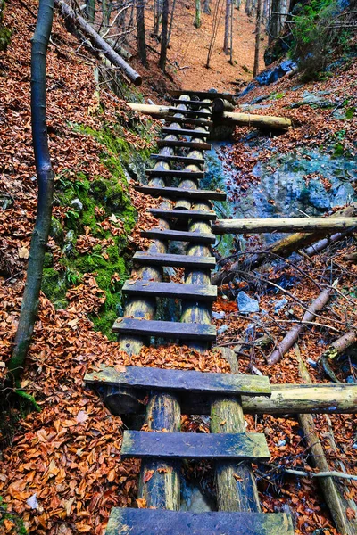 Escalones Madera Barranco Bosque Montaña Tómalo Eslovaquia Montañas Tatra —  Fotos de Stock