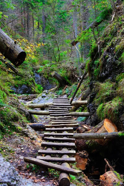 Tangga Kayu Ngarai Hutan Pegunungan Ambillah Pegunungan Slovakia — Stok Foto