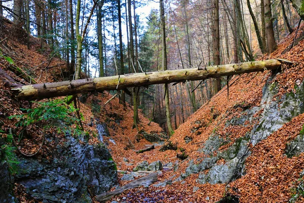 山中峡谷的斜坡之间的干枯的旧圆木 斯洛伐克的秋天 塔特拉山 — 图库照片