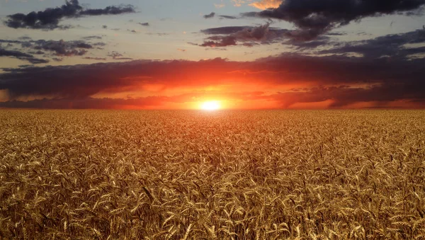 Paisagem Com Pôr Sol Sobre Campo Cultivo — Fotografia de Stock