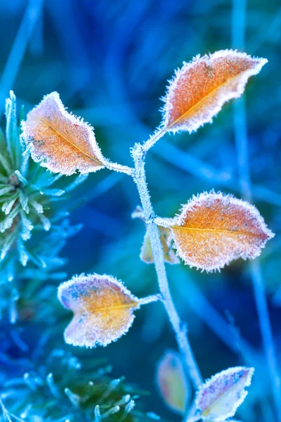 Frosted brunch in winter time — Stock Photo, Image