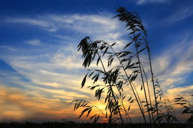 gün batımı özgeçmişlerine çimen