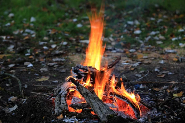 Feu de joie dans la forêt — Photo