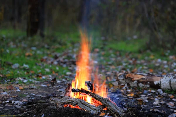 Brand i skogen — Stockfoto