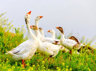 kazların çayır üzerinde