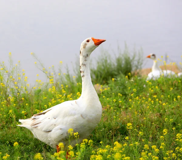 Ganzenlever op weide — Stockfoto