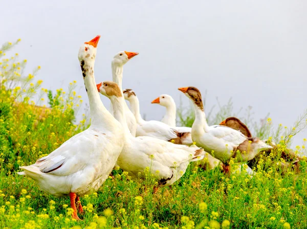 Gooses på äng — Stockfoto